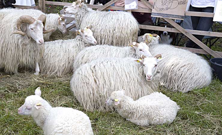 Eine Gruppe Schafe liegt im Gras